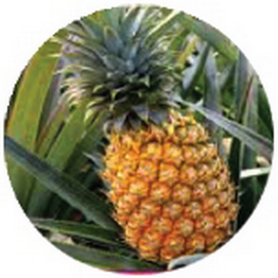 Pineapple